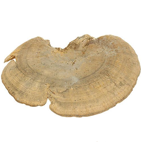 Floristik24 Boomspons natuurlijke decoratieve paddenstoelen gedroogd 6cm 1kg