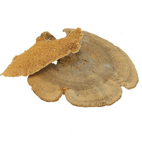 Floristik24 Boomspons natuurlijke decoratieve paddenstoelen gedroogd 6cm 1kg