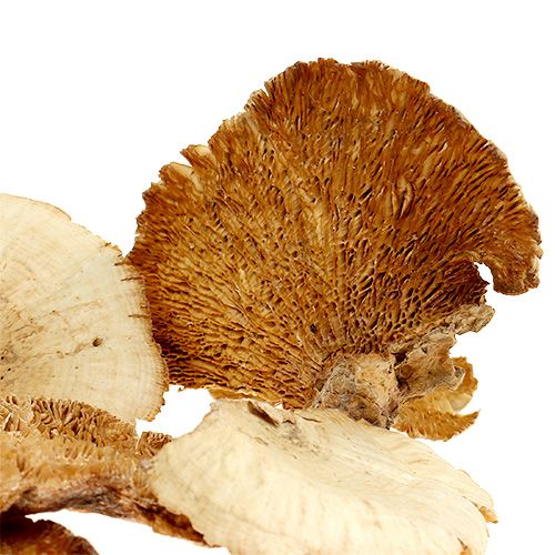 Artikel Boomspons gebleekt 1kg