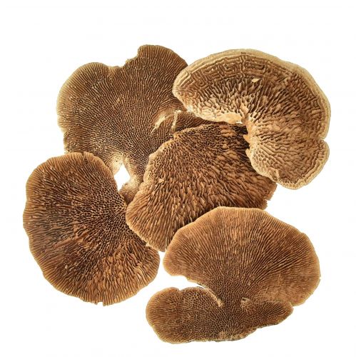 Floristik24 Boomspons kleine natuurlijke boompaddestoelen decoratie 4-6cm 1kg
