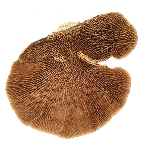 Floristik24 Boomspons kleine natuurlijke boompaddestoelen decoratie 4-6cm 1kg