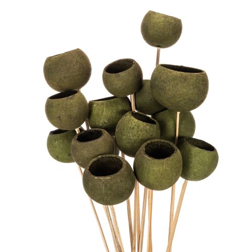 Klokvormige bloem op steel, groen, gedroogde exotische bloemen, 5 cm, 15 stuks kopen | Floristik24.nl