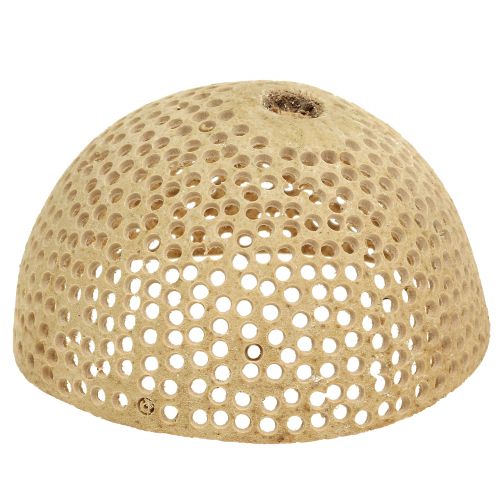 Floristik24 Gedroogd Fruit Bell Cup Natuurlijke Rouwdecoratie 8,5-11cm 10 st