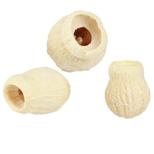 Floristik24 Bellgum gedroogd klokfruit gebleekt 2,5-3,5cm 500g