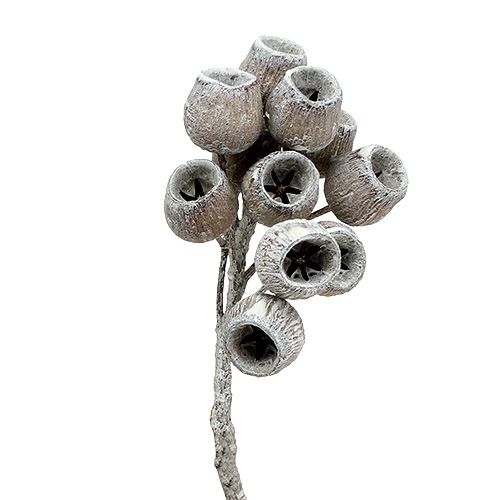 Artikel Bellgum tak met 5-7 vruchten white washed 20 st