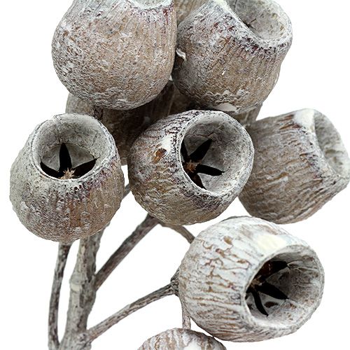 Artikel Bellgum tak met 5-7 vruchten white washed 20 st