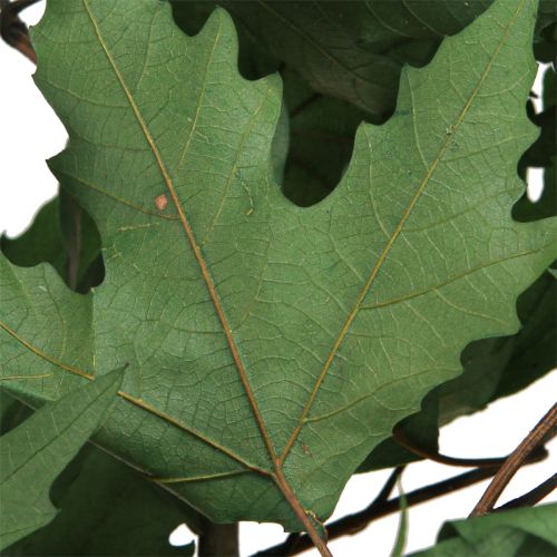 Artikel Sycamore takken bladeren decoratieve esdoornbladeren groen 50-60cm 100g