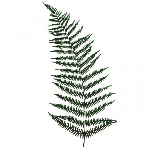 Floristik24 Bergvaren siervaren geconserveerde varenbladeren groen 45cm 20 st