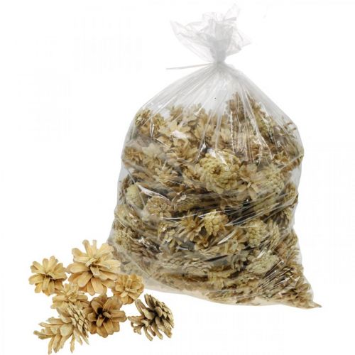 Floristik24 Bergdennenappels klein crème 1kg