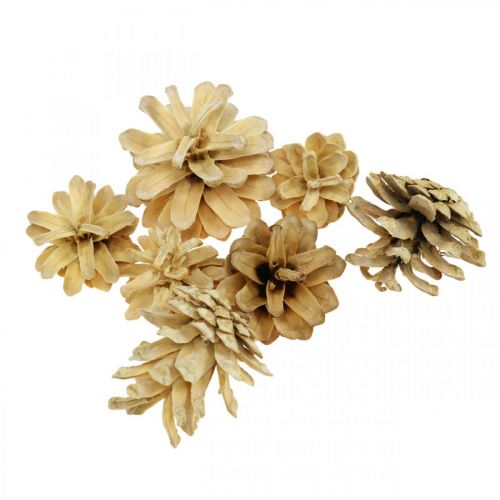Floristik24 Bergdennenappels klein crème 1kg