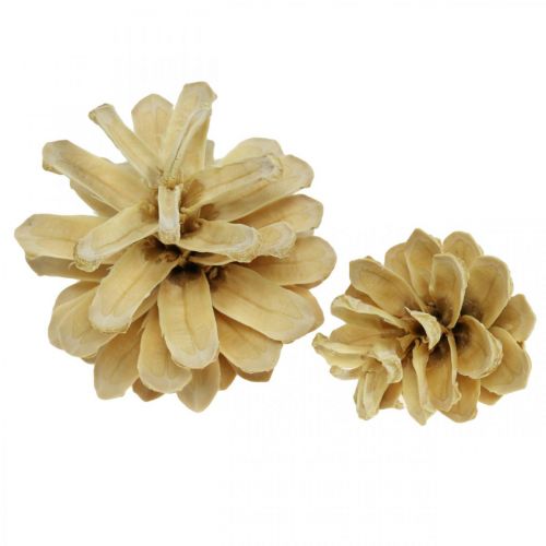 Floristik24 Bergdennenappels klein crème 1kg