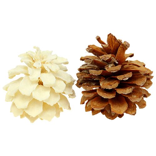 Floristik24 Bergdennenappels klein gebleekt 3,5-5cm 1kg