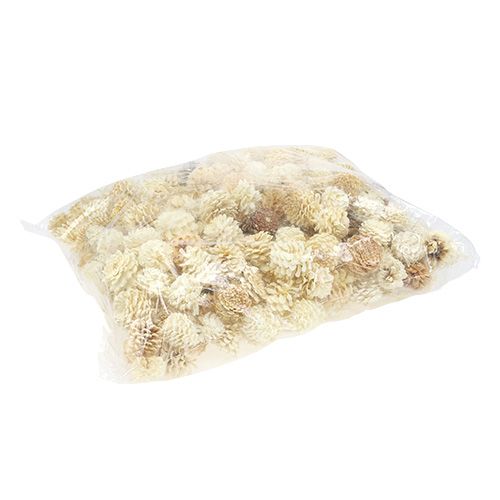 Floristik24 Bergdennenappels klein gebleekt 3,5-5cm 1kg