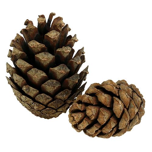 Floristik24 Berg dennenappels 15kg