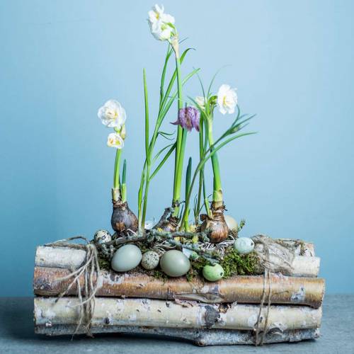 Floristik24 Berkentakken gebundeld natuur 30cm 8 st