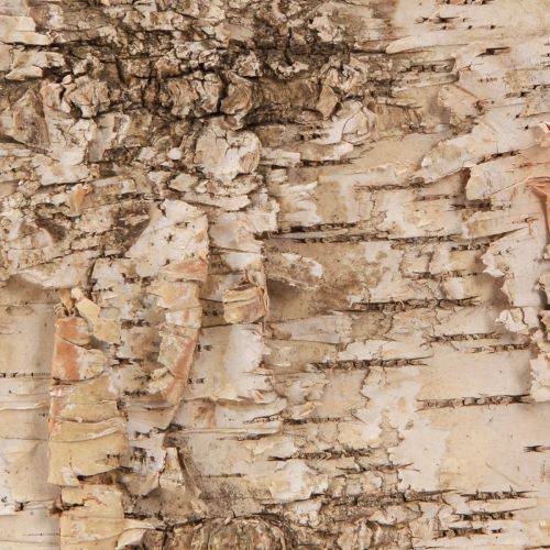 Floristik24 Berkenbast decoratieve schorsstroken naturel wit 48×15cm 6 stuks