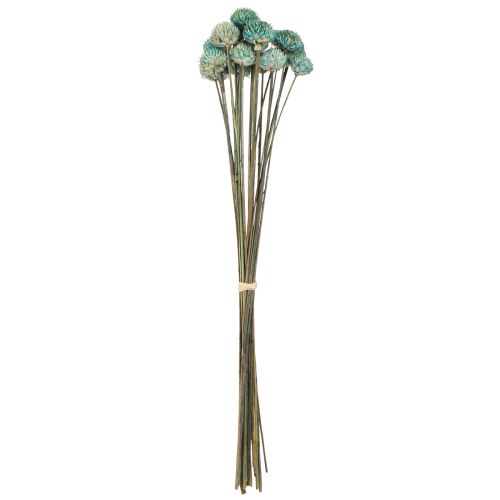 Artikel Zwarte Madeliefje Geverfde Droogbloemen Blauw H38-40cm 20 st