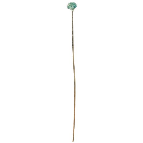 Artikel Zwarte Madeliefje Geverfde Droogbloemen Blauw H38-40cm 20 st