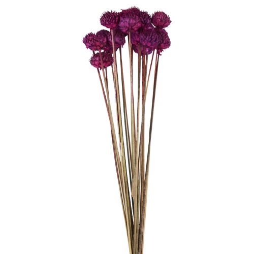 Wilde Daisy droogbloemen decoratie violet H36cm 20st