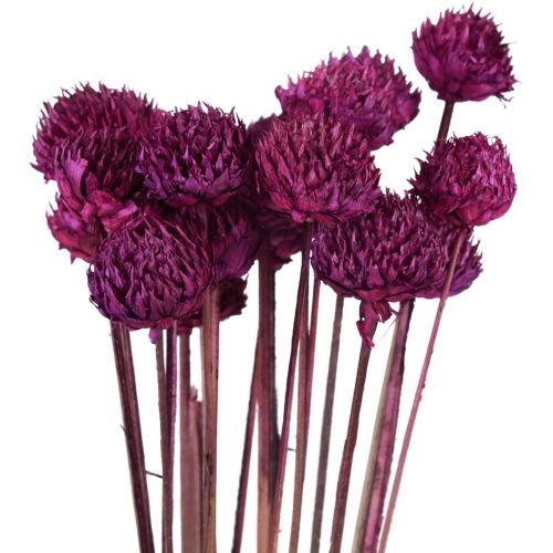 Wilde Daisy droogbloemen decoratie violet H36cm 20st