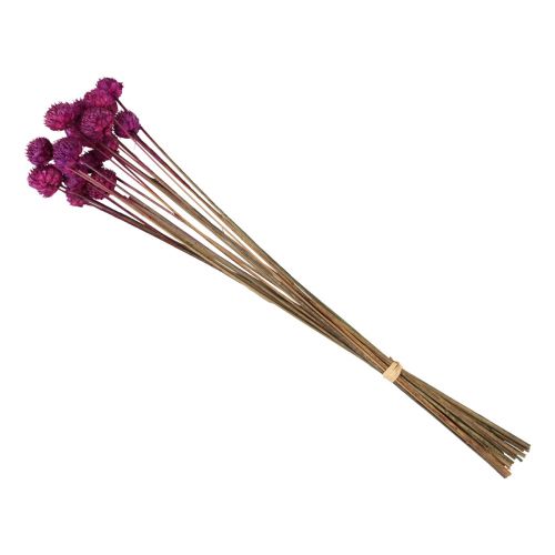 Floristik24 Wilde Margriet droogbloemen decoratie violet H36cm 20 st