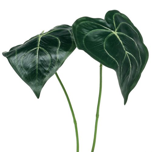 Floristik24 Caladium blad 32cm 2st