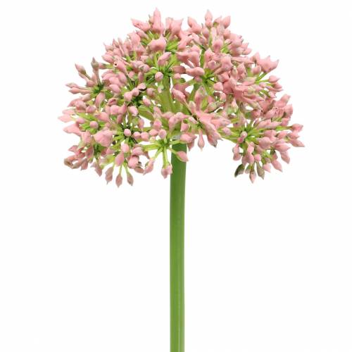 Floristik24 Allium kunstmatig Roze 55cm