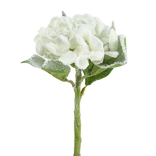 Floristik24 Hortensia wit gesneeuwd 33cm 4st