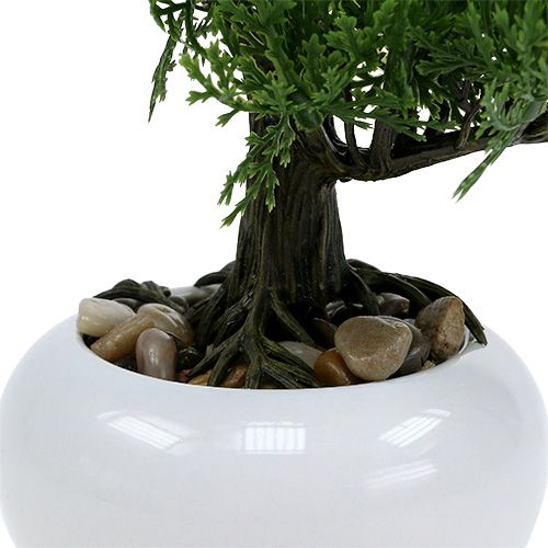 Floristik24 Bonsaiboom in pot H20cm
