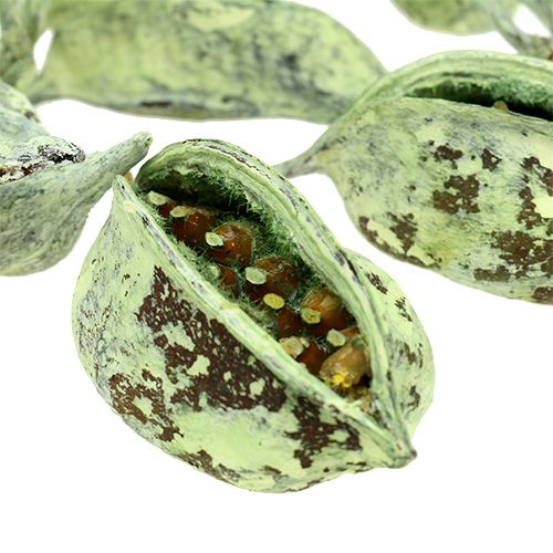 Artikel Brachyciton Groen mat 500g