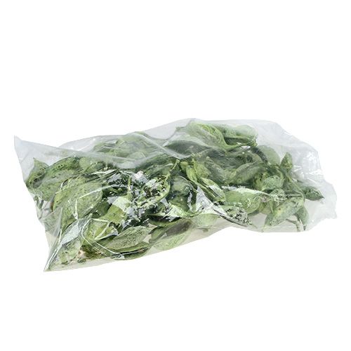 Artikel Brachyciton Groen mat 500g