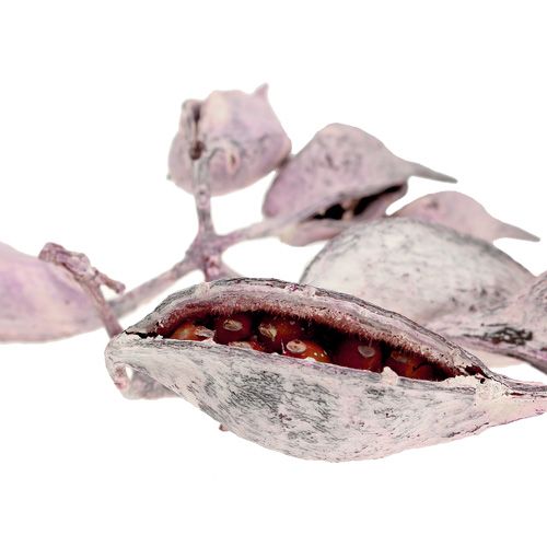 Artikel Brachyciton bramen mat 500g