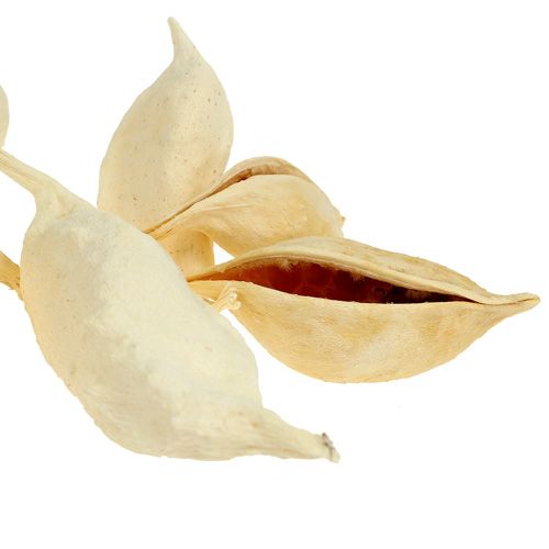 Artikel Brachyciton gebleekt 500g