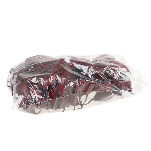 Floristik24 Brachyciton Rood 500g