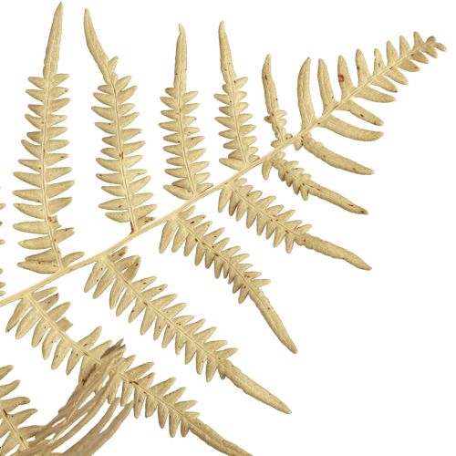 Gedroogde bloemen decoratieve varen gedroogde varenbladeren 70cm 10st