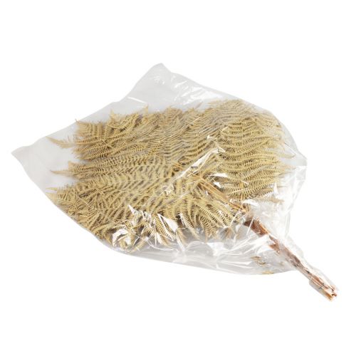 Artikel Droogbloemen decoratieve varen gedroogde varenbladeren 70cm 10 st