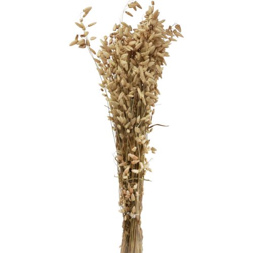 Floristik24 Gedroogd bloemen trilgras natuurlijk Briza siergras 60cm 100g