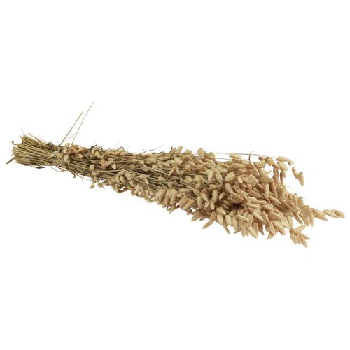 Floristik24 Gedroogd bloemen trilgras natuurlijk Briza siergras 60cm 100g