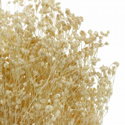 Floristik24 Droogbloemen Broom Bloom Gebleekt 140g