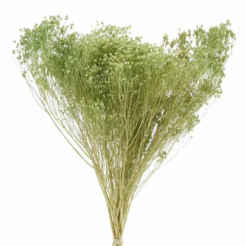 Floristik24 Droogbloemen Broom Bloom Lichtgroen 150g