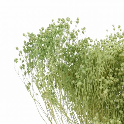 Floristik24 Droogbloemen Broom Bloom Lichtgroen 150g