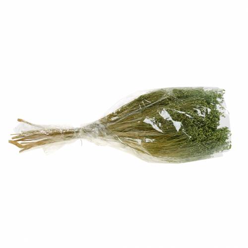 Floristik24 Droogbloemen Broom Bloom Lichtgroen 150g