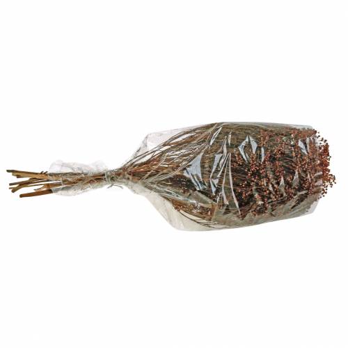 Floristik24 Droogbloemen Broom Bloom Bruin 170g
