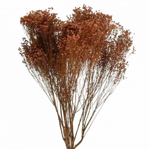 Floristik24 Droogbloemen Broom Bloom Bruin 170g