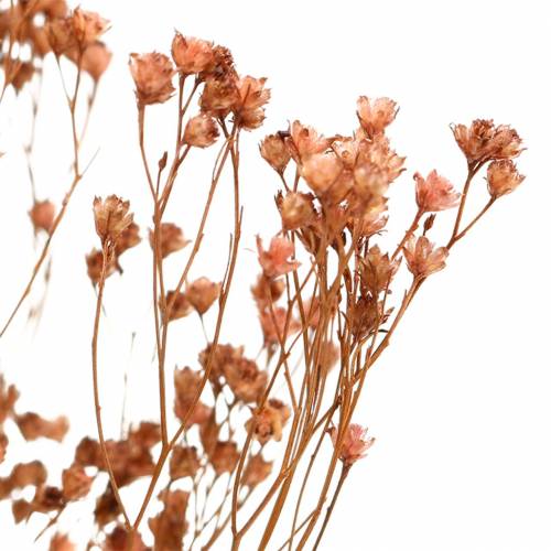 Floristik24 Droogbloemen Broom Bloom Bruin 170g