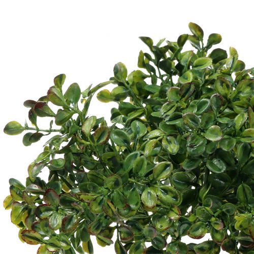 Floristik24 Buxus tak groen 27cm