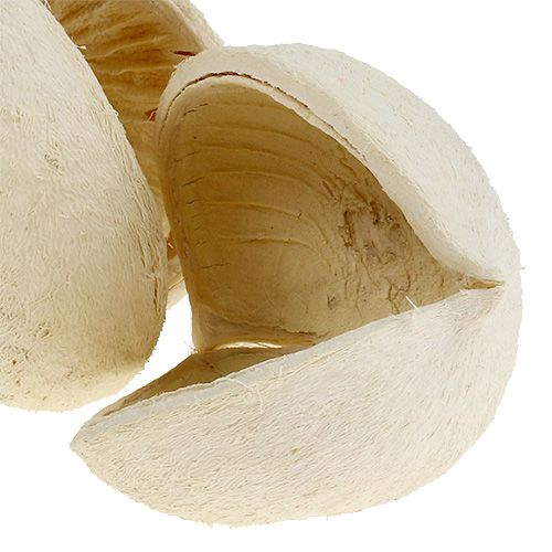 Artikel Boeddha Noot gebleekt 10 st