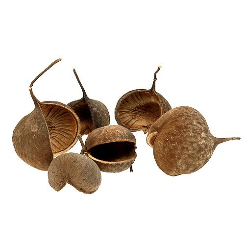 Floristik24 Boeddha Noot Naturel 15 st