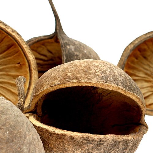 Floristik24 Boeddha Noot Naturel 15 st