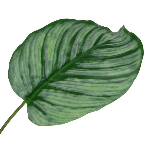 Floristik24 Decoratief vel, Calathea vel 6st